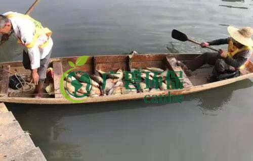 廣州旺旺食品廢水直排，永和河大量魚類死亡(圖1)